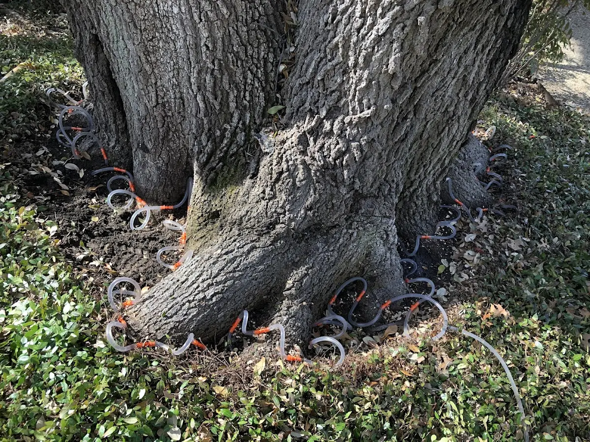 Detailed Tree Cabling and Bracing job site in Gales Ferry