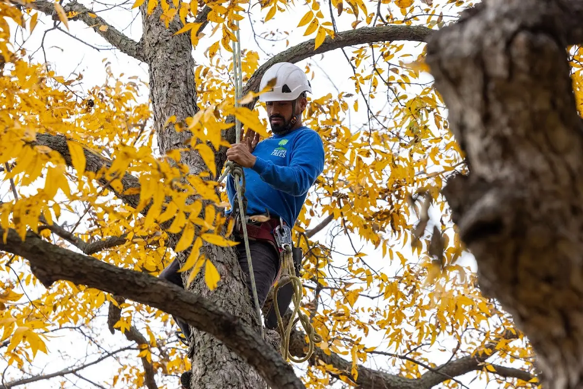 Skilled Tree Trimming crew working in Gales Ferry